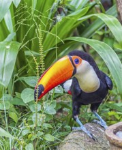 Toucan with orange beak in Singapore Zoo