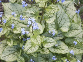 Brunnera patterned leaves in the garden