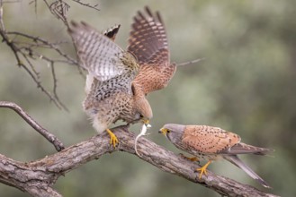 Common kestrel (Falco tinnunculus) handing over prey, male and female, pair, handing over food,