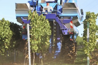 Grape grape harvest with full harvester in the district of Bad Dürkheim, Rhineland-Palatinate