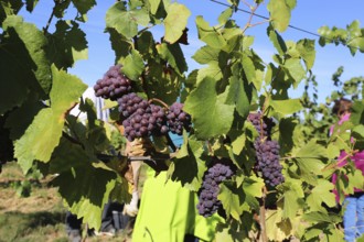 Grape grape harvest: Hand-picking of Pinot Gris grapes in the Palatinate (Norbert Groß winery,