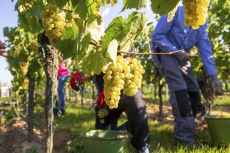 Hand-picking of Chardonnay grapes in the Palatinate in 2023 (Norbert Groß winery, Meckenheim) . The