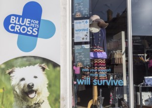 Blue Cross for Pets charity shop, High Street, Marlborough, Wiltshire, England, UK