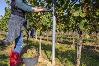 Hand-picking of Pinot Blanc grapes in the Palatinate (Norbert Groß winery, Meckenheim)