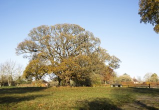 Sweet chestnut tree, Castanea saliva, autumn leaves Woodborough, Wiltshire, England, UK