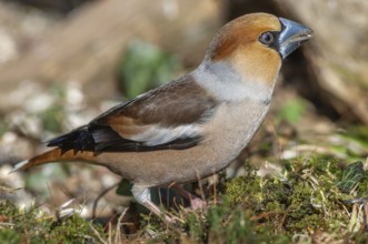 Grosbeak (Coccothraustes coccothraustes) lying on the moss on the ground in the forest in winter.