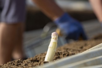 Asparagus harvest in the Palatinate