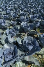 Vegetable cultivation, field with red cabbage, red cabbage, near Krefeld, North Rhine-Westphalia,