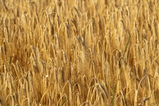 Grain field, ready for harvest, barley, ears