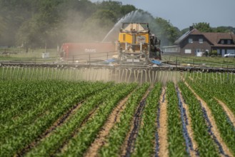 A maize field, with young plants, is fertilised with liquid manure, self-propelled slurry tanker,