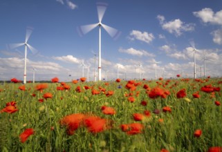 Wind farm, field with flower strips, insect-friendly border of fields with mixed flowers, poppies,