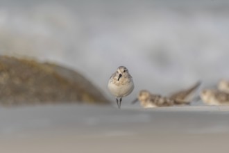 Sanderling (Calidris alba) feeding on a beach. Camaret sur mer, Crozon, Finistere, Brittany,