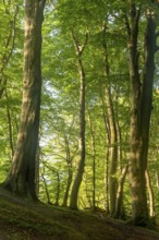 Light-flooded beech forest in Jasmund National Park, Baltic Sea, Sassnitz, Mecklenburg-Western