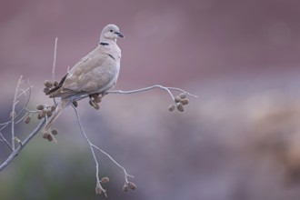 Eurasian collared dove (Streptopelia decaocto) sitting in an alder, golden hour, sunlight,