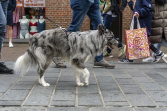 Dogs on a lead, on a pavement, dog perspective, walking between people in a pedestrian zone