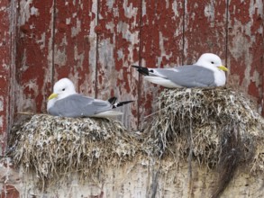 Black-legged kittiwake (Rissa tridactyla), breeding birds on nests, built on fishing harbour