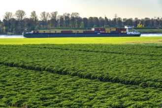 Kale field, growing area in the south of Düsseldorf, Volmerswerth district, cargo ship on the