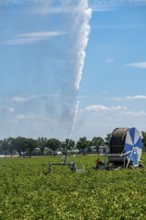 A field is artificially irrigated, water is sprayed onto the field via a sprinkler system, potato