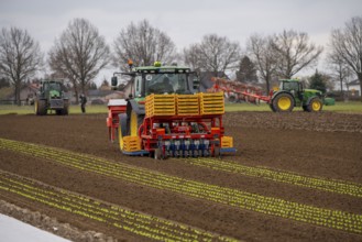 Lettuce plants, in press pots, they are planted in a field with a planting machine, agriculture,