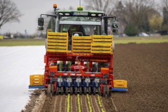 Lettuce plants, in press pots, they are planted in a field with a planting machine, agriculture,