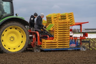 Lettuce plants, in press pots, they are planted in a field with a planting machine, agriculture,