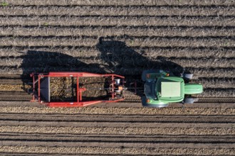 Potato harvest, so-called split harvesting method, first the tubers are taken out of the ground