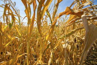 Corn field dried up and only low grown, small corn cobs, due to the summer drought, drought, in