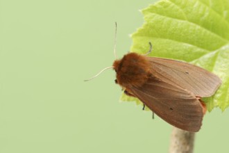 Cinnamon bear or ruby tiger (Phragmatobia fuliginosa), North Rhine-Westphalia, Germany, Europe