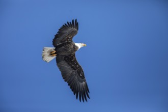 Adult bald eagle (Haliaeetus leucocephalus) flying under a blue sky. Region of Lanaudiere. province