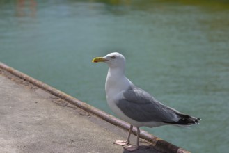 European herring gull (Larus argentatus) on a canal, Wismar, Mecklenburg-Western Pomerania,