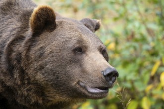 Brown bear (Ursus arctos), portrait, captive, Bavaria, Germany, Europe