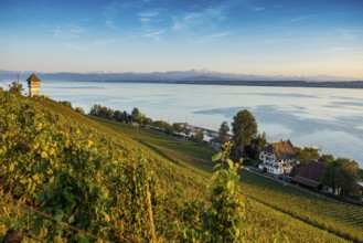 Lake Constance and vineyards, Meersburg, Lake Constance, Baden-Württemberg, Germany, Europe