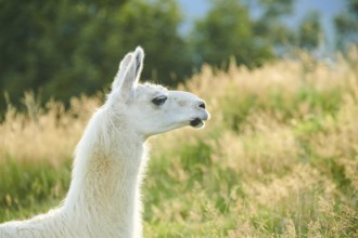 Llama (Lama glama) on a meadow, portrait, Tirol, Kitzbühel, Wildpark Aurach, Austria, Europe