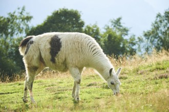 Llama (Lama glama) standing on a meadow in the mountains in tirol, Kitzbühel, Wildpark Aurach,