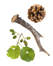 Horns of a deer, pine cone and leaf of an alder (Alnus), tree, free-standing, Vechta, Lower Saxony,