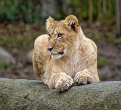 Young African lion (Panthera leo), animal portrait, captive, Germany, Europe