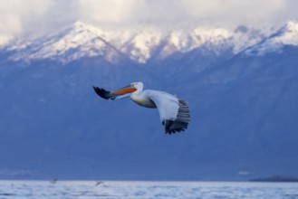 Dalmatian pelican (Pelecanus crispus), flying, snow-capped mountains in the background, magnificent