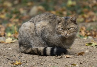 European wildcat (Felis silvestris) sitting on the forest floor and looking attentively, captive,