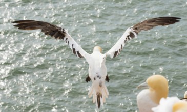 Northern gannet (Morus bassanus) (synonym: Sula bassana), not yet coloured juvenile flies with