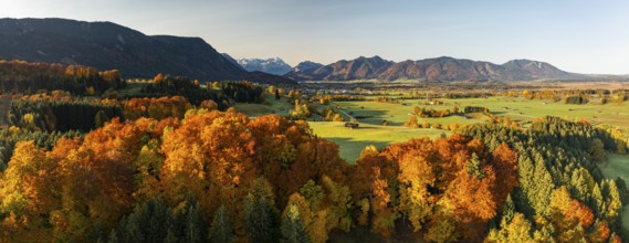 Aerial view of autumnal coloured trees in front of mountains in the morning light, beech forest,