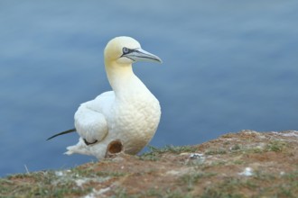 Northern gannet (Morus bassanus), on the edge of the cliff, Heligoland, Lower Saxony, Germany,