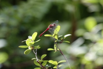 Dragonfly, Summer, Saxony, Germany, Europe