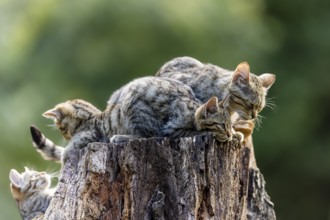 Several kittens and an adult cat resting on a tree stump in a green environment, wildcat (Felis