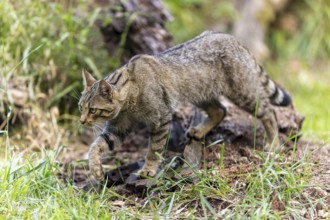 Wildcat moving past a tree trunk in the green grass, Wildcat (Felis silvestris), Germany, Europe