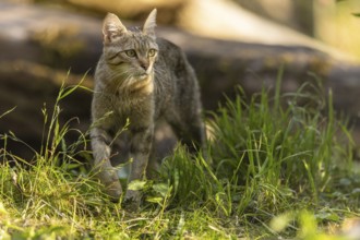 A cat walking through tall grass, illuminated by warm sunlight, looking alert and focussed, wildcat