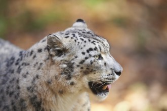 Snow leopard (Panthera uncia) or (Uncia uncia) portrait in autumn, captive