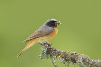 Common redstart (Phoenicurus phoenicurus), male with food on an old branch, songbird, wildlife,