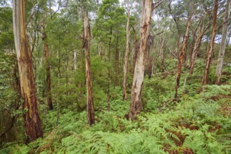 Landscape of a Gum tree (Eucalyptus) forest in spring, Great Otway National Park, Victoria,