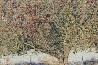 Apple tree (Malus domestica) in winter with eaten red apples, food source for wild animals, North