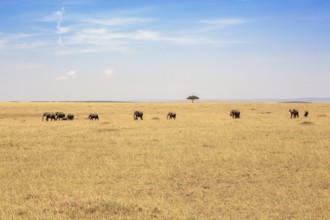 Herd of African bush elephants (Loxodonta africana) walking on the savanna in east africa with a